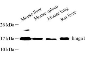 Western blot analysis of hmgn1 (ABIN7074222) at dilution of 1: 500 (HMGN1 Antikörper)