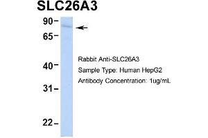SLC26A3 Antikörper  (Middle Region)