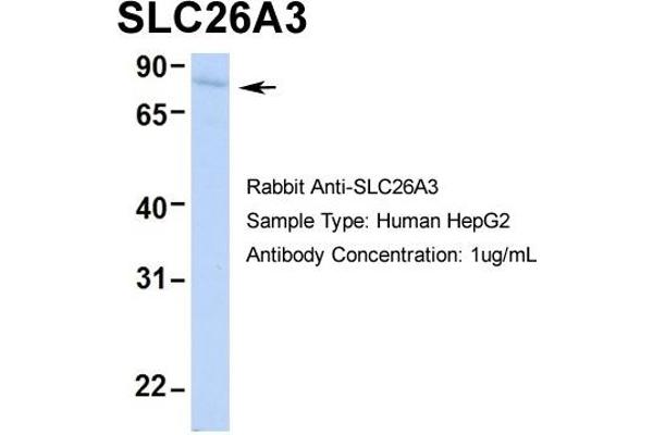 SLC26A3 Antikörper  (Middle Region)