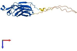 ASF1A Protein (AA 1-204) (His tag)
