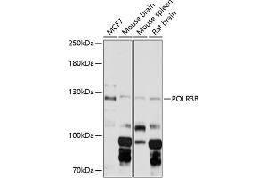 Western blot analysis of extracts of various cell lines, using POLR3B Antibody (ABIN6132503, ABIN6145938, ABIN6145939 and ABIN6216383) at 1:3000 dilution. (POLR3B Antikörper  (AA 680-900))