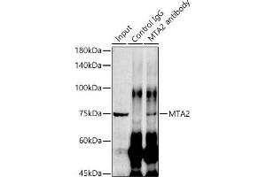 Immunoprecipitation analysis of 300 μg extracts of HeLa cells using 3 μg [KO Validated] MT antibody (ABIN1679683, ABIN7101713, ABIN7101714 and ABIN7101715).