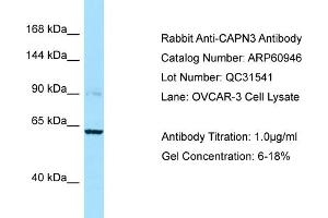 Western Blotting (WB) image for anti-Calpain 3 (CAPN3) (C-Term) antibody (ABIN2788627)