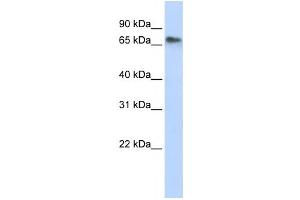 Western Blotting (WB) image for anti-Replication Initiator 1 (REPIN1) antibody (ABIN2457922) (REPIN1 Antikörper)
