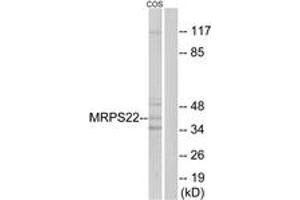 Western blot analysis of extracts from COS cells, using MRPS22 Antibody. (MRPS22 Antikörper  (AA 231-280))