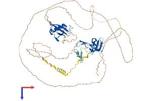 Coilin Protein (COIL) (AA 1-576) (His tag)