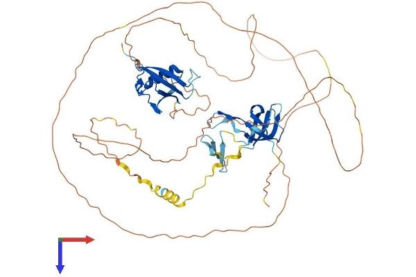 Coilin Protein (COIL) (AA 1-576) (His tag)