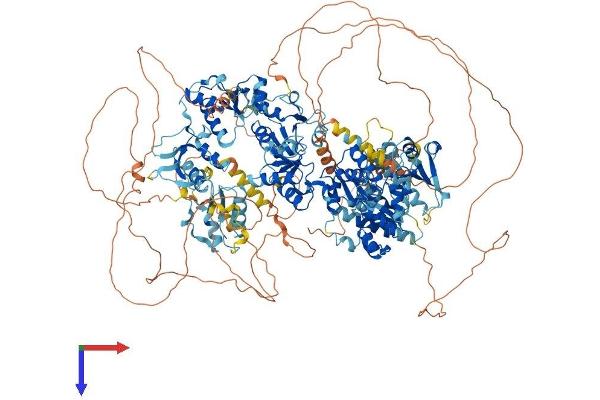 TOPBP1 Protein (AA 1-1522) (His tag)