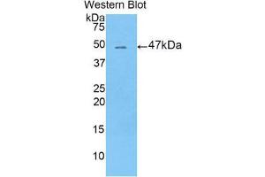 Western Blotting (WB) image for anti-Leucine-Rich alpha-2 Glycoprotein 1 (LRG1) (AA 154-332) antibody (ABIN1859697) (LRG1 Antikörper  (AA 154-332))