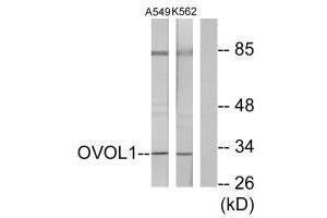 Western blot analysis of extracts from K562 cells and A549 cells, using OVOL1 antibody. (OVOL1 Antikörper  (N-Term))