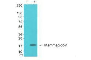 Western blot analysis of extracts from colo cells (Lane 2), using Mammaglobin antiobdy. (Mammaglobin A Antikörper)