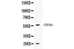Western blot analysis of CYP3A4 expression in HELA whole cell lysates ( Lane 1).