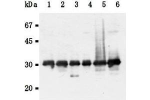 Western Blotting (WB) image for anti-14-3-3 gamma (YWHAG1) (AA 1-12), (N-Term) antibody (ABIN1449274) (14-3-3 gamma Antikörper  (N-Term))