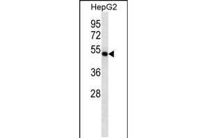 Western blot analysis in HepG2 cell line lysates (35ug/lane). (FDFT1 Antikörper  (C-Term))