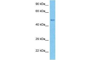 Host:  Rabbit  Target Name:  TRI55  Sample Type:  Fetal Lung lysates  Antibody Dilution:  1. (TRI55 Antikörper  (Middle Region))