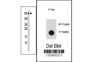 Image no. 1 for anti-Signal Transducer and Activator of Transcription 5A (STAT5A) (pSer726) antibody (ABIN358237) (STAT5A Antikörper  (pSer726))