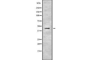 Western blot analysis SERPINB10 using LOVO whole cell lysates