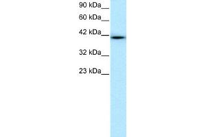 WB Suggested Anti-WWTR1 Antibody Titration:  0. (WWTR1 Antikörper  (N-Term))