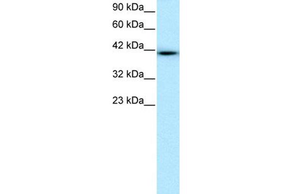 WWTR1 Antikörper  (N-Term)