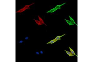 ABIN7096783 and ABIN7100849 staining HepG2 cells by IF/ICC. (HS6ST1 Antikörper)