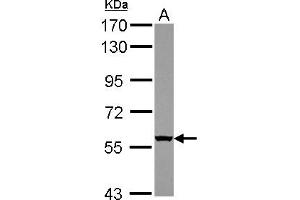 Western Blotting (WB) image for anti-WD Repeat Domain 49 (WDR49) (AA 343-666) antibody (ABIN1501751) (WDR49 Antikörper  (AA 343-666))