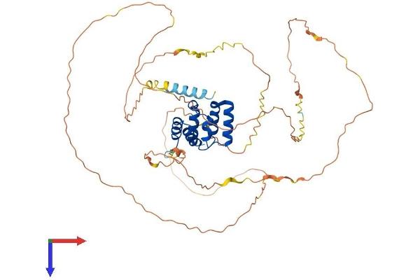 MAVS Protein (AA 1-503) (His tag)