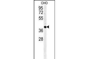 CCYL1 Antibody (N-term) (ABIN651917 and ABIN2840452) western blot analysis in CHO cell line lysates (35 μg/lane). (CCNYL1 Antikörper  (N-Term))