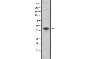 Western blot analysis of P2RY2 using HepG2 whole cell lysates (P2RY2 Antikörper  (C-Term))