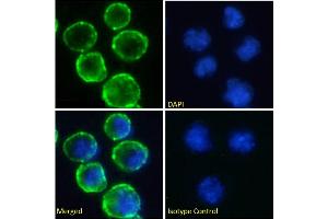 Immunofluorescence staining of fixed Daudi cells with anti-CD37 antibody WR17. (Rekombinanter CD37 Antikörper)
