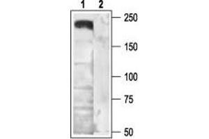 Western Blotting (WB) image for anti-Calcium Channel, Voltage-Dependent, N Type, alpha 1B Subunit (CACNA1B) (AA 851-867), (Intracellular) antibody (ABIN7043005)