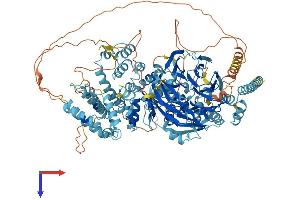 HPS5 Protein (AA 1-1129) (His tag)