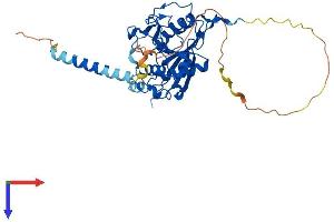 B4GALT1 Protein (AA 1-398) (His tag)