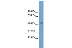 WB Suggested Anti-MFSD3 Antibody Titration:  0.