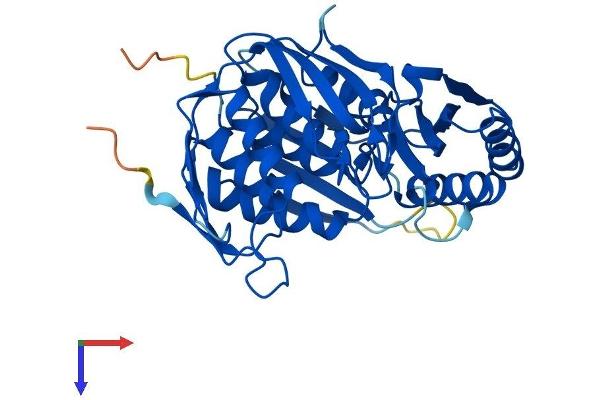 RCL1 Protein (AA 1-373) (His tag)