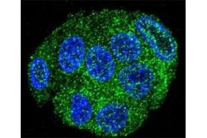 Immunofluorescence (IF) image for anti-Ubiquitin D (UBD) (AA 120-153) antibody (ABIN3029430)