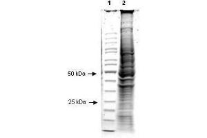 Coommassie stained SDS-PAGE of 20 µl of Human Derived Hep2 Whole Cell Lysate (Ready-to-Use) separated in a 4-20% gradient gel under reducing conditions (lane 2).