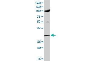 USF1 MaxPab rabbit polyclonal antibody. (USF1 Antikörper  (AA 1-310))