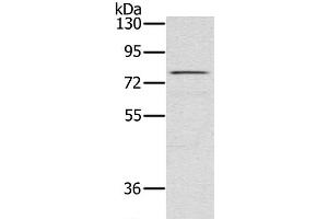 Western Blot analysis of Raw264. (TAB3 Antikörper)