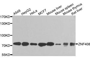 Western blot analysis of extracts of various cells, using ZNF408 antibody. (ZNF408 Antikörper)