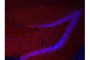 Indirect immunostaining of PFA fixed mouse hippocampus section (dilution 1 : 2000; red).