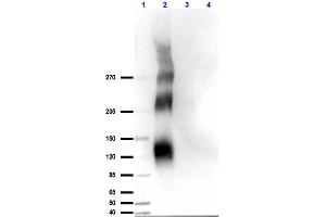 Western Blot results of Rabbit Anti-DNA Pkcs pT609 Antibody. (PRKDC Antikörper  (pThr2609))