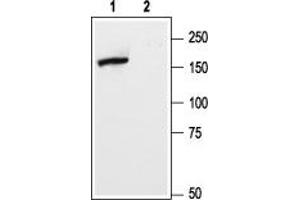 Western blot analysis of rat brain membranes:1.