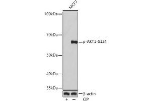 Western blot analysis of extracts of MCF7 cells, using Phospho--S124 Rabbit mAb (ABIN7271245) at 1:1000 dilution. (AKT1 Antikörper  (pSer124))