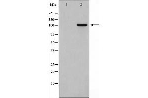 Western blot analysis on HT29 cell lysate using GPRIN1 Antibody，The lane on the left is treated with the antigen-specific peptide. (GPRIN1 Antikörper  (Internal Region))