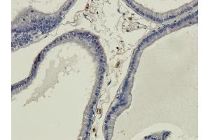 Immunohistochemical staining of rat prostate using anti-galanin antibody ABIN7072341 Formalin fixed rat prostate slices were were stained with ABIN7072341 at 3 μg/mL. (Rekombinanter Galanin Antikörper  (C-Term))