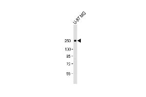 Anti-SCN1A Antibody (Center) at 1:2000 dilution + U-87 MG whole cell lysate Lysates/proteins at 20 μg per lane. (SCN1A Antikörper  (AA 481-515))