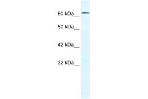 CLCN3 antibody used at 1.