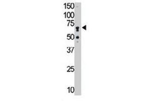 The SIGLEC5 polyclonal antibody  is used in Western blot to detect SIGLEC5 in mouse liver tissue lysate. (SIGLEC5 Antikörper  (N-Term))