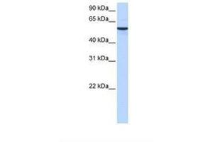 Image no. 1 for anti-Diphthamide Biosynthesis Protein 2 (DPH2) (AA 110-159) antibody (ABIN6738797) (DPH2 Antikörper  (AA 110-159))