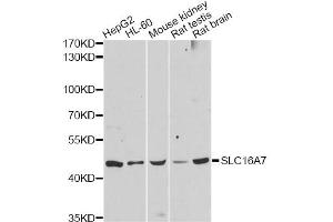 Western blot analysis of extracts of various cell lines, using SLC16A7 antibody (ABIN5998832) at 1:3000 dilution. (SLC16A7 Antikörper)